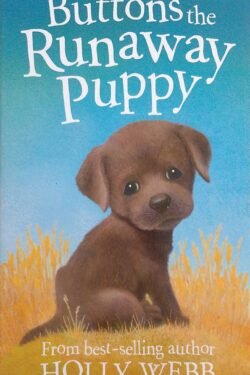 Buttons the Runaway Puppy (Holly Webb Animal Stories) Webb, Holly and Williams, Sophy